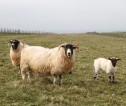 Three sheep facing the camera in a field.