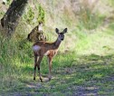 A young deer on woodland track