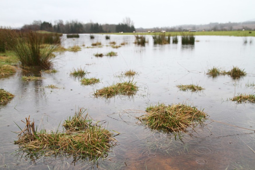 Flooded land in Perthshire, with sheep grazing on grass fields in the background