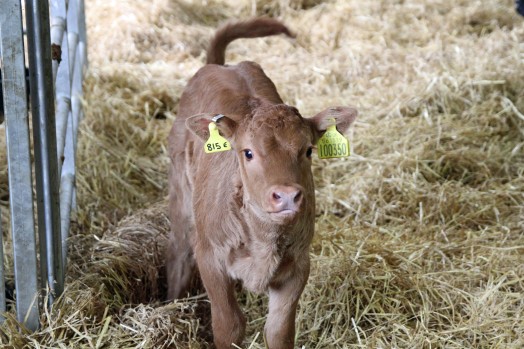 Photo shows a light brown beef calf. The calf has a yellow tag in each ear. Photo shows a light brown beef calf. The calf has a yellow tag in each ear.