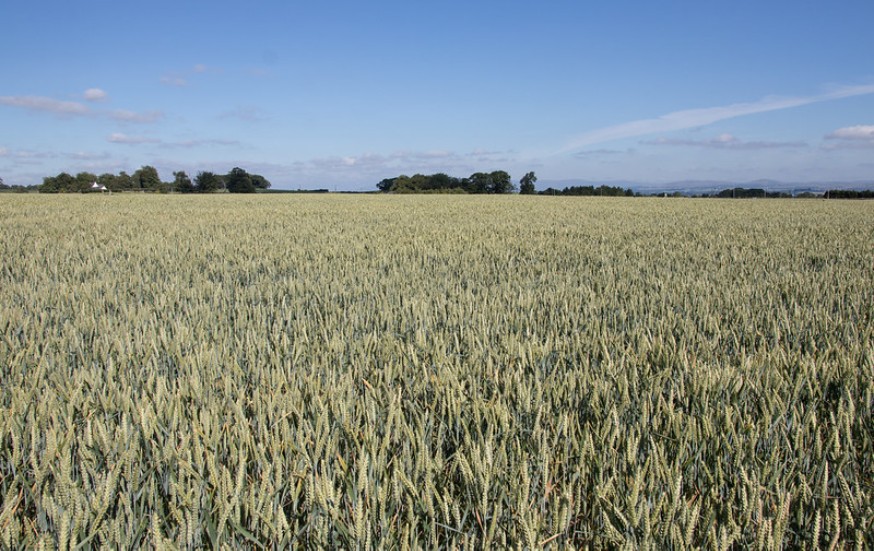 Image showing a crop field of wheat. Image showing a crop field of wheat.