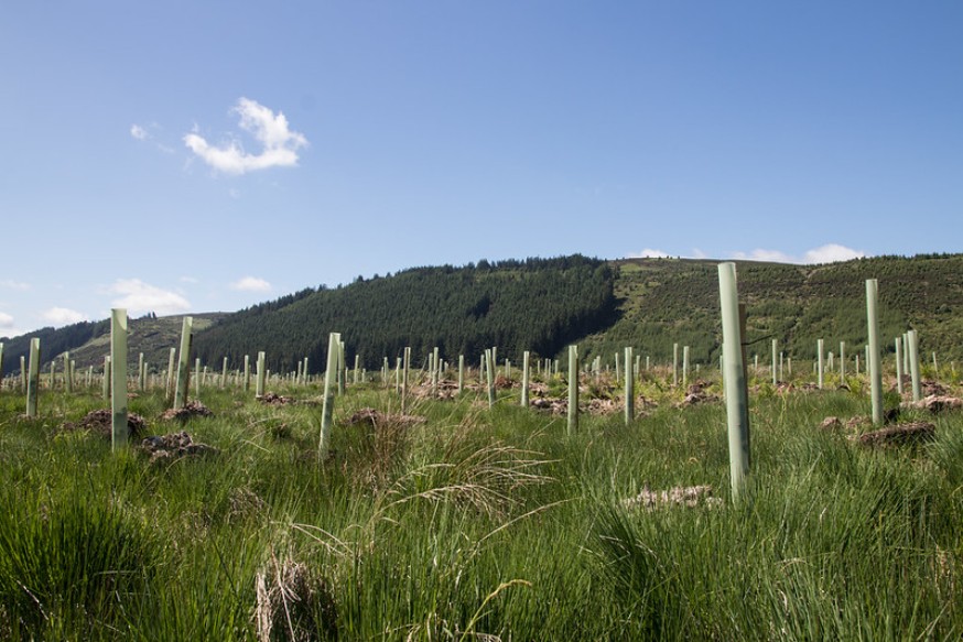 Image showing newly planted trees. Image showing newly planted trees.