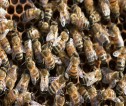 Hive of bees closeup