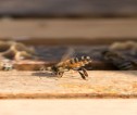 Honey bee close up walking on wood