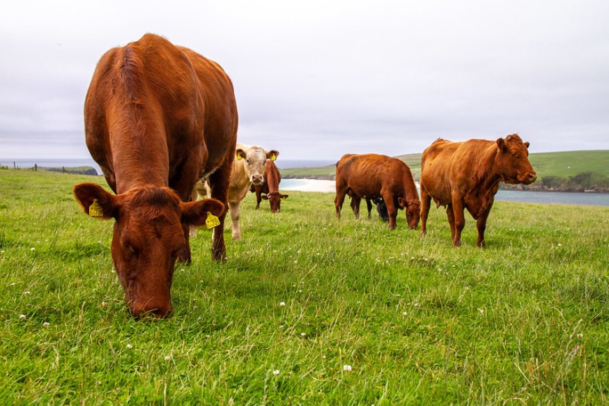 Photo displaying cows in a field. Photo displaying cows in a field.