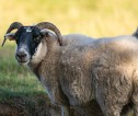 Scottish Blackface sheep