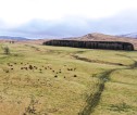 aerial image of multiple grass fields and line of trees on horizon