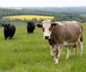 Cows in a field, one cow facing camera in foreground.