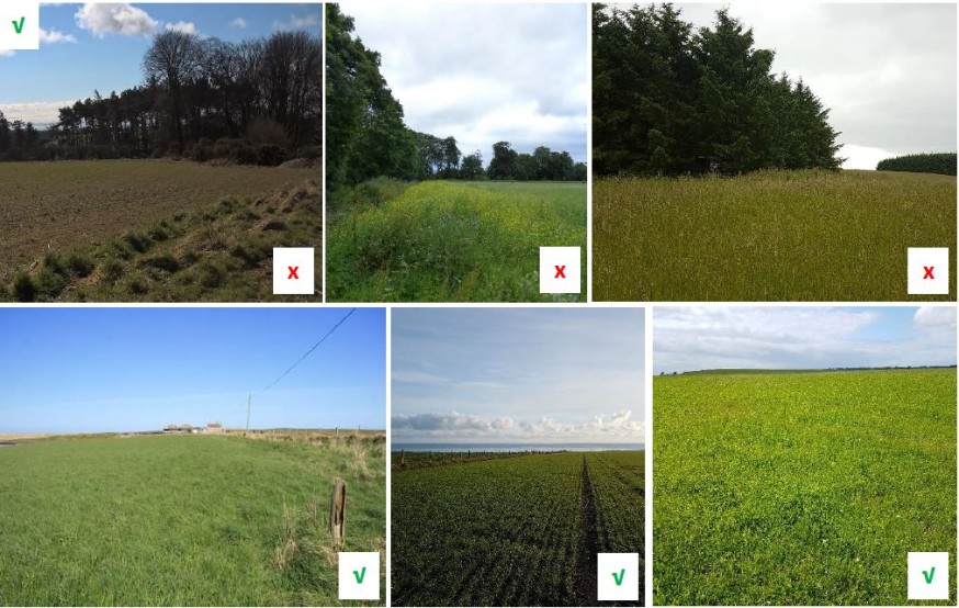 six images of grassland with either a tick or cross in the corner six images of grassland with either a tick or cross in the corner