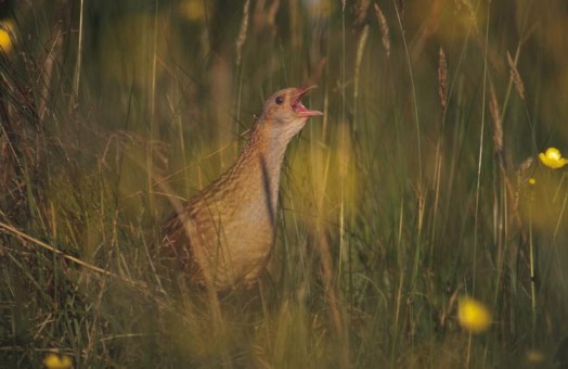 Corncrake – Credit: RSPB, Chris Gomersall Corncrake – Credit: RSPB, Chris Gomersall