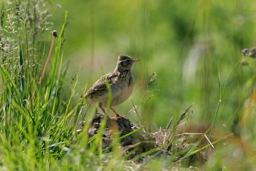 Skylark – Credit: Andy Hay – © RSPB images Skylark – Credit: Andy Hay – © RSPB images