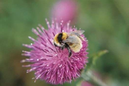 Great yellow bumblebee – Credit: MIked Edwards – © RSPB images Great yellow bumblebee – Credit: MIked Edwards – © RSPB images