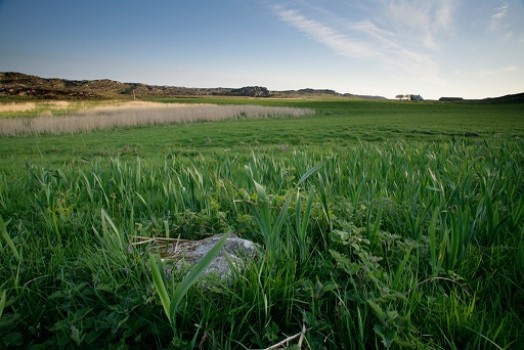 Corncrake habitat – Credit: Andy Hay – © RSPB images Corncrake habitat – Credit: Andy Hay – © RSPB images