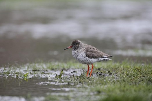 Redshank – Credit: Andy Hall – © RSPB images Redshank – Credit: Andy Hall – © RSPB images