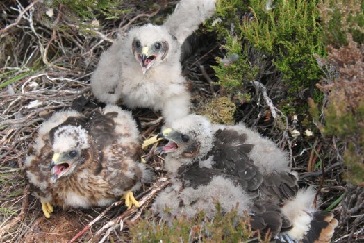 Hen harrier chicks – Credit: Alan Leitch Hen harrier chicks – Credit: Alan Leitch