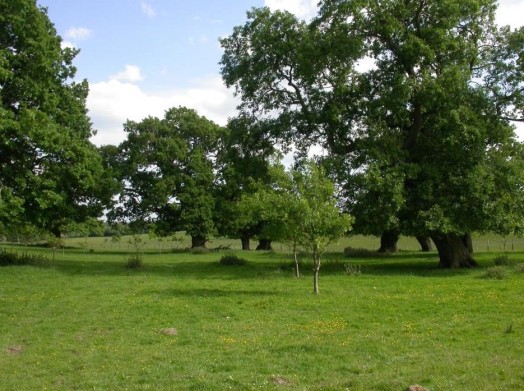 Replacement planting of young oaks in lowland oak wood pasture – © Kate Holl, Scottish Natural Heritage Replacement planting of young oaks in lowland oak wood pasture – © Kate Holl, Scottish Natural Heritage