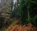 Forest in Autumn