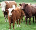 Small herd of beef cows