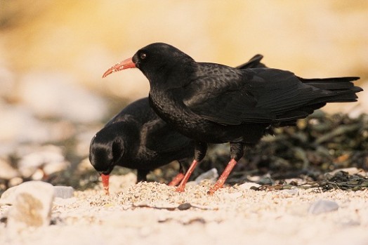 Chough – Credit: Andy Hay – © RSPB images Chough – Credit: Andy Hay – © RSPB images