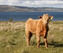 Calf in field with hills and lake in background