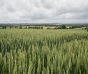 Cereal crop - wheat