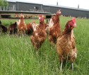 Chickens