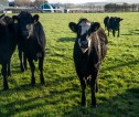 Cows in field