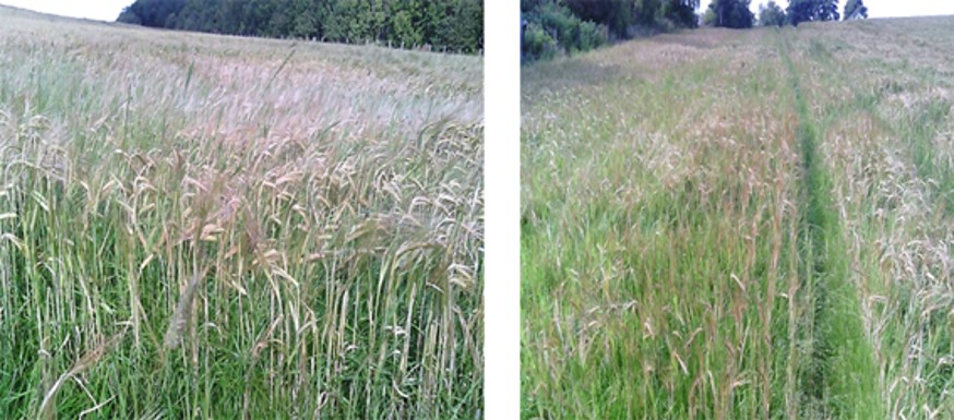 EFA catch crop – barley under sown with grass EFA catch crop – barley under sown with grass