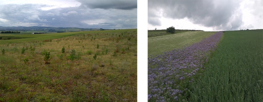 EFA fallow – example of natural regeneration (left) and EFA fallow – example of wildflower mix (two species) (right) EFA fallow – example of natural regeneration (left) and EFA fallow – example of wildflower mix (two species) (right)