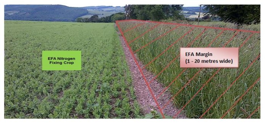 EFA nitrogen-fixing crops with associated claimed EFA field margins EFA nitrogen-fixing crops with associated claimed EFA field margins