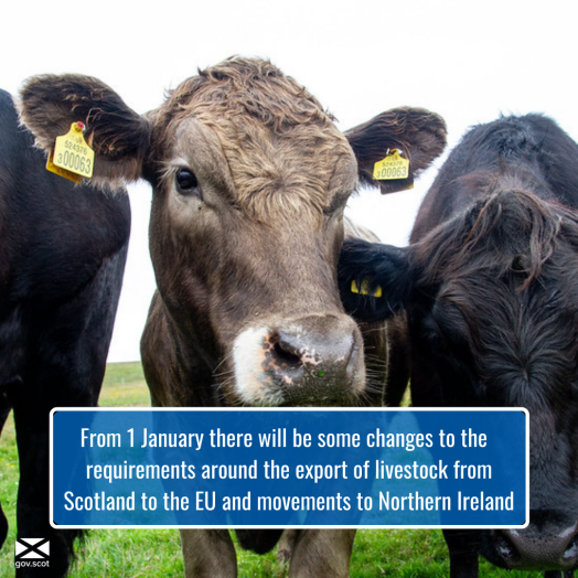 Image of cattle with text stating changes of exporting livestock from 1 January Image of cattle with text stating changes of exporting livestock from 1 January
