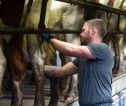 Dairy farmer with cows