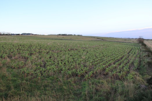 Forage brassicas – Credit: Hywel Maggs Forage brassicas – Credit: Hywel Maggs