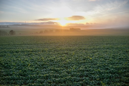 Sunrise over a field Sunrise over a field