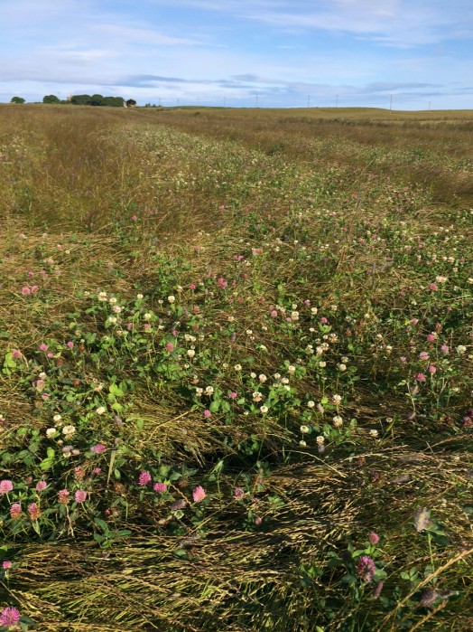 Green manure – Credit: Hywel Maggs Green manure – Credit: Hywel Maggs