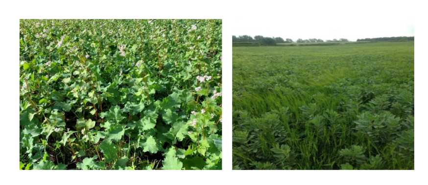 (left) winter oilseed rape under-sown with berseem clover and (right) barley sown with beans 