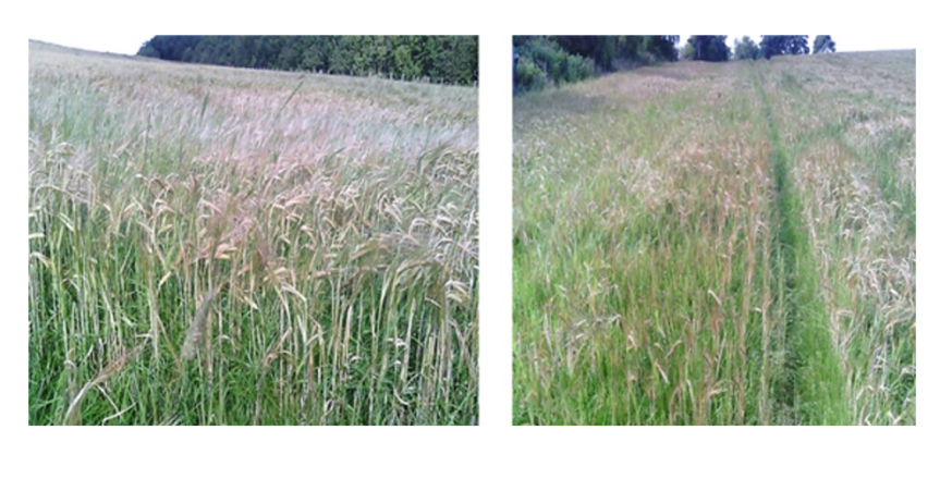 EFA catch crop – barley under sown with grass