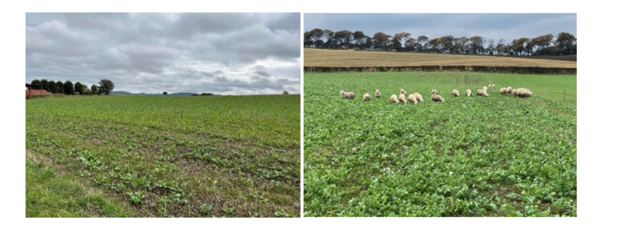 Examples of fields with green cover