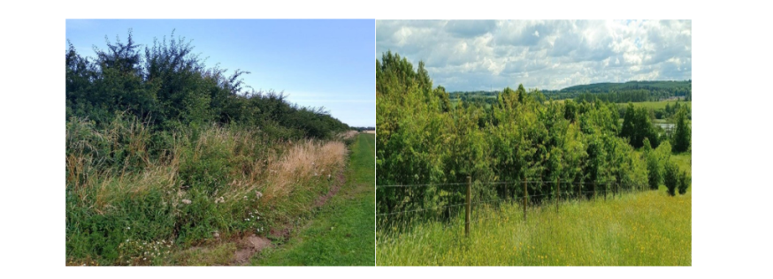 examples of hedges