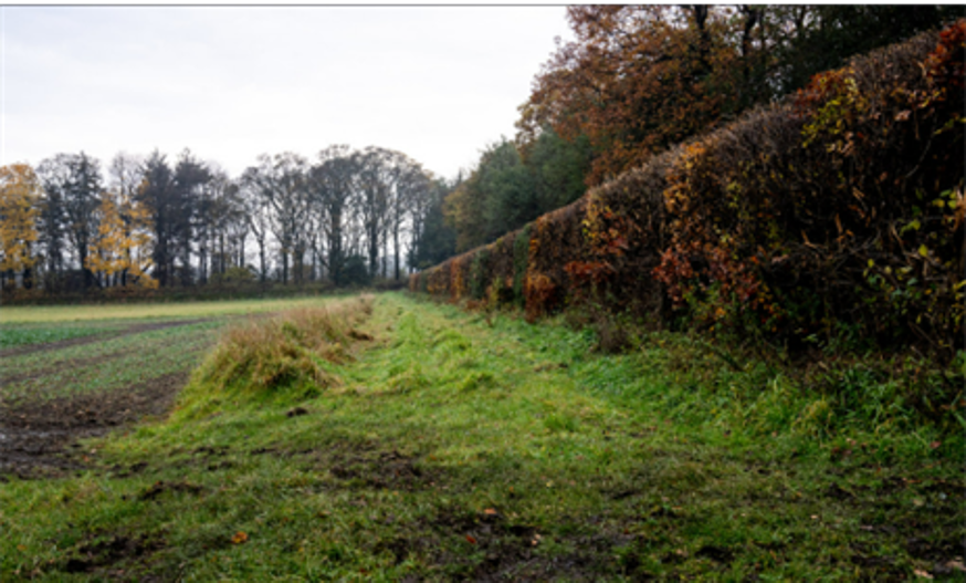 an existing grass margin (possibly a former agri-environment option or a margin established in grass) running from the centre of the hedge to the edge of an arable crop