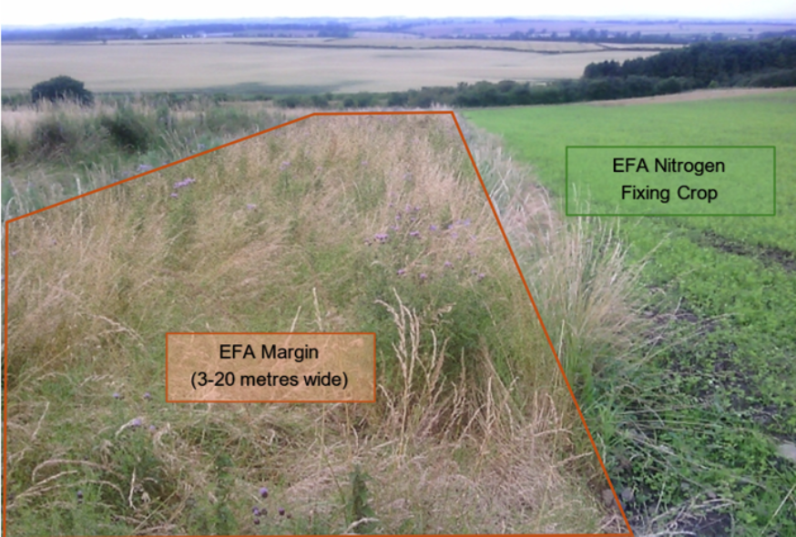 an EFA Nitrogen-Fixing crop with an associated claimed EFA margin