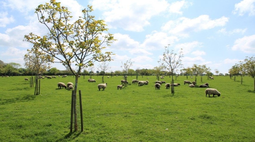 example of agro-forestry low density planting