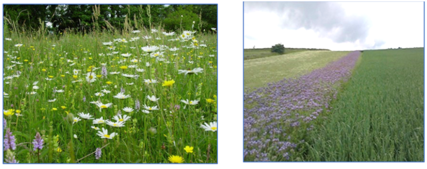 EFA fallow – oon left example of wild flower mix and right example of soil conditioning crop (phacelia)