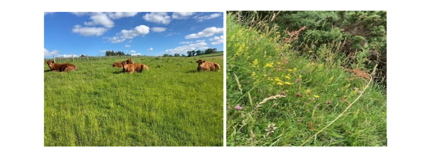 Examples of low input grassland