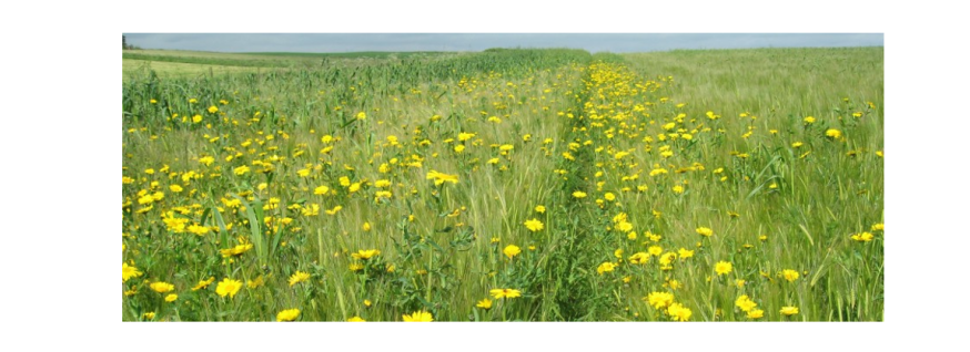example of unharvested crop