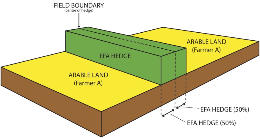 EFA hedge example four B EFA hedge example four B