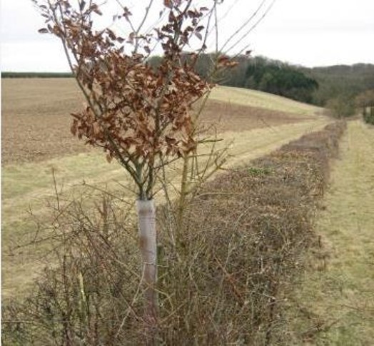 Hedgerow tree with appropriate protection from herbivores – © Scottish Natural Heritage Hedgerow tree with appropriate protection from herbivores – © Scottish Natural Heritage