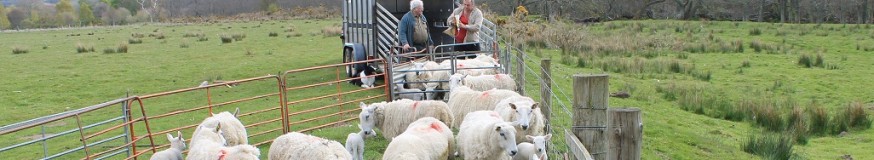 Sheep at market - picture copyright : Alan Fraser Sheep at market - picture copyright : Alan Fraser