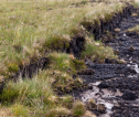 Photograph of peatland