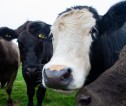 Close-up of cows in a field